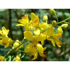 Graines de Caesalpinia Sappan - 10 graines - Graines exotiques -  - 1