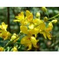 Caesalpinia Sappan - 10 graines Caesalpinia Sappan - 10 graines