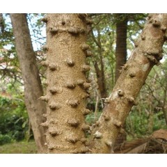 Graines de Caesalpinia Sappan - 10 graines - Graines exotiques -  - 2