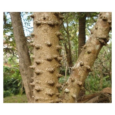 Caesalpinia Sappan - 10 graines