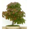 Acer Davidii en bonsaï - 10 graines