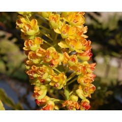 Graines de Caesalpinia Spinosa - 10 graines - Graines exotiques -  - 1