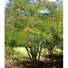 Graines de Caesalpinia Spinosa - 10 graines - Graines exotiques -  - 3