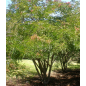 Caesalpinia Spinosa - 10 graines