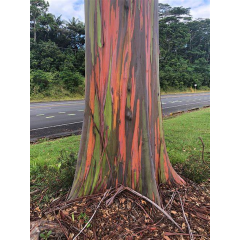 Graines de Eucalyptus Deglupta - 10 graines - Graines d'arbres -  - 1