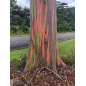 Eucalyptus Deglupta - 10 graines Eucalyptus Deglupta - 10 graines