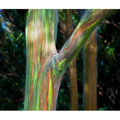 Graines de Eucalyptus Deglupta - 10 graines - Graines d'arbres -  - 2