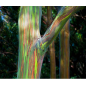 Eucalyptus Deglupta - 10 graines Eucalyptus Deglupta - 10 graines