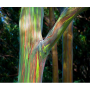 Eucalyptus Deglupta - 10 graines
