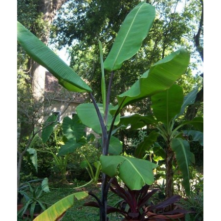 Musa Balbisiana - 10 graines