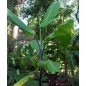 Musa Balbisiana - 10 graines Musa Balbisiana - 10 graines