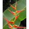 Heliconia Latispatha - 10 graines