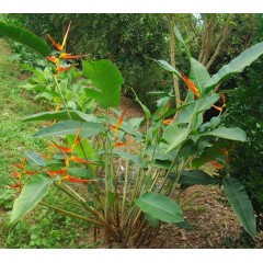 Graines de Heliconia Latispatha - 10 graines - Graines exotiques -  - 2
