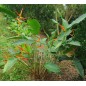 Heliconia Latispatha - 10 graines Heliconia Latispatha - 10 graines