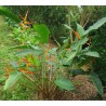 Heliconia Latispatha - 10 graines