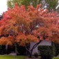 Acer Ginnala - 10 graines Acer Ginnala - 10 graines