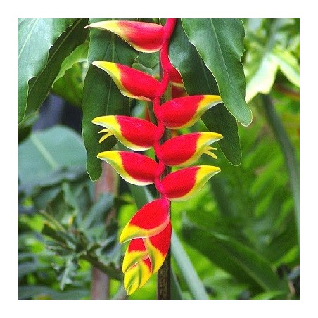 Heliconia Rostrata - 10 graines