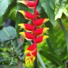 Heliconia Rostrata - 10 graines