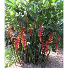 Graines de Heliconia Rostrata - 10 graines - Graines exotiques -  - 2