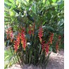 Heliconia Rostrata - 10 graines