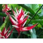 Heliconia Angusta - 10 graines Heliconia Angusta - 10 graines