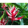 Heliconia Angusta - 10 graines