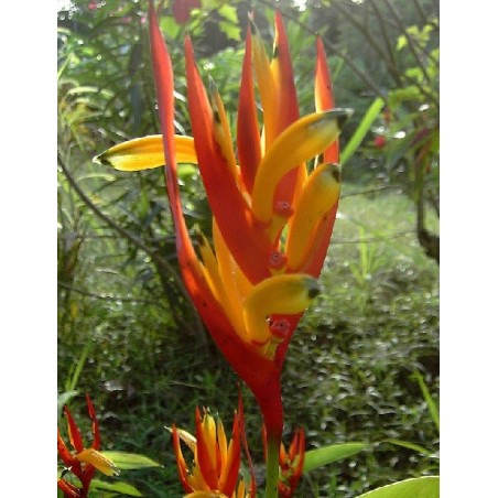 Heliconia Psittacorum - 10 graines