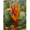 Heliconia Psittacorum - 10 graines