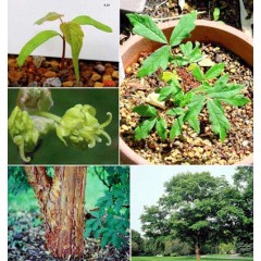 Acer Griseum - 10 graines