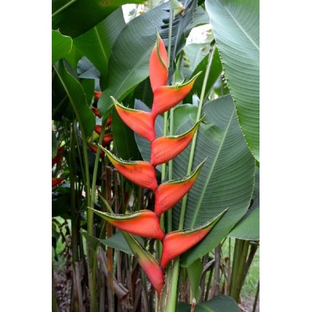 Heliconia Bihai - 10 graines