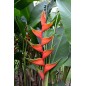 Heliconia Bihai - 10 graines Heliconia Bihai - 10 graines