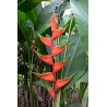 Heliconia Bihai - 10 graines