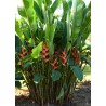 Heliconia Bihai - 10 graines