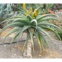 Aloe Thraskii - 10 graines