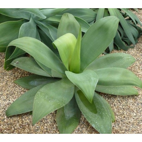 Agave Ellemeetiana - 10 graines