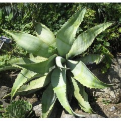 Graines de Agave Marmorata - 10 graines - Graines exotiques -  - 1