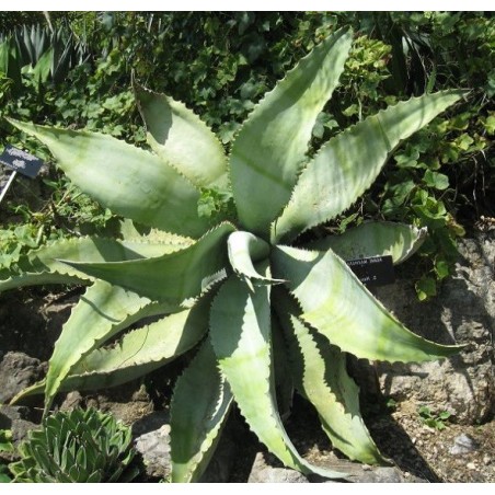 Agave Marmorata - 10 graines