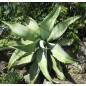 Agave Marmorata - 10 graines Agave Marmorata - 10 graines