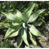 Agave Marmorata - 10 graines