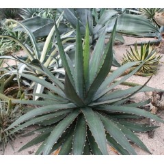 Graines de Agave Garcia Mendoza - 10 graines - Graines exotiques -  - 1