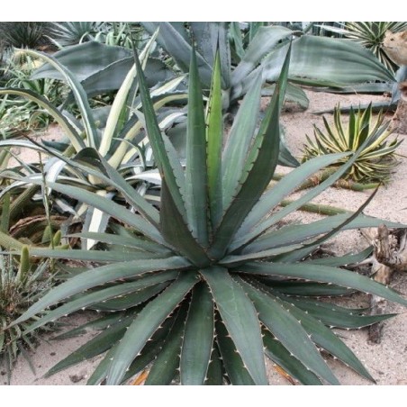 Agave Garcia Mendoza - 10 graines