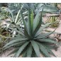 Agave Garcia Mendoza - 10 graines Agave Garcia Mendoza - 10 graines