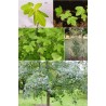 Acer Monspessulanum - 10 graines