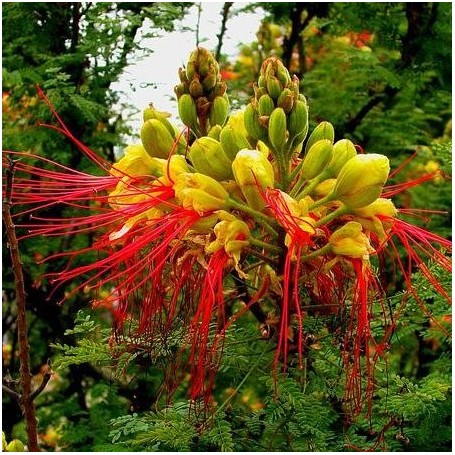 Fleur détaillée caesalpinia gilliesii