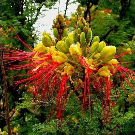 Fleur détaillée caesalpinia gilliesii