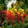 Fleur détaillée caesalpinia gilliesii