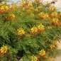 Caesalpinia Gilliesii - 10 graines Caesalpinia Gilliesii - 10 graines