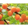 Abricots communs