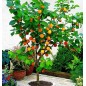 Prunus Armeniaca - 10 graines Prunus Armeniaca - 10 graines