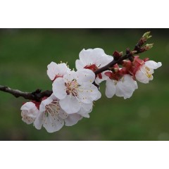 Fleurs de prunus armeniaca